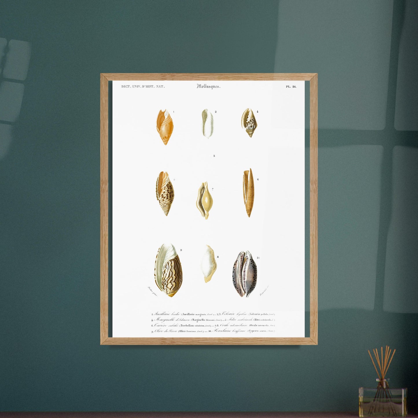 Gravure ancienne de malacologie : Mitre scabriuscule et coquillages. Planche de malacologie présentant diverses coquillages, chacun numéroté et étiqueté avec son nom scientifique et commun. Image d'illustration 5