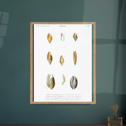 Gravure ancienne de malacologie : Mitre scabriuscule et coquillages. Planche de malacologie présentant diverses coquillages, chacun numéroté et étiqueté avec son nom scientifique et commun. Image d'illustration 5