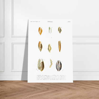 Gravure ancienne de malacologie : Mitre scabriuscule et coquillages. Planche de malacologie présentant diverses coquillages, chacun numéroté et étiqueté avec son nom scientifique et commun. Image d'illustration 6