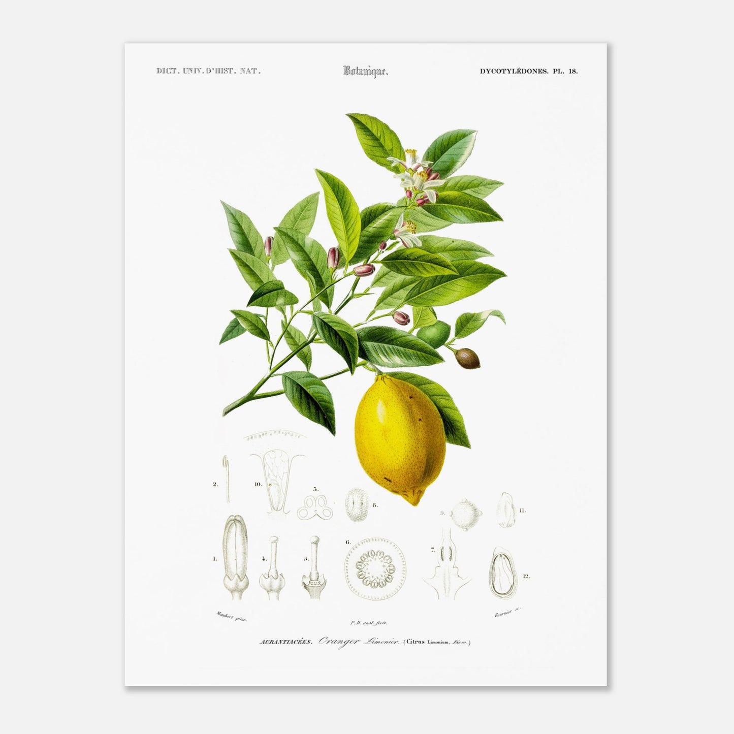 Gravure ancienne d'un Oranger-limonier par Charles d'Orbigny (30x40 cm). Planche botanique de Charles d'Orbigny illustrant un oranger-limonier avec ses feuilles, fleurs, un fruit jaune et des détails anatomiques de la plante.
