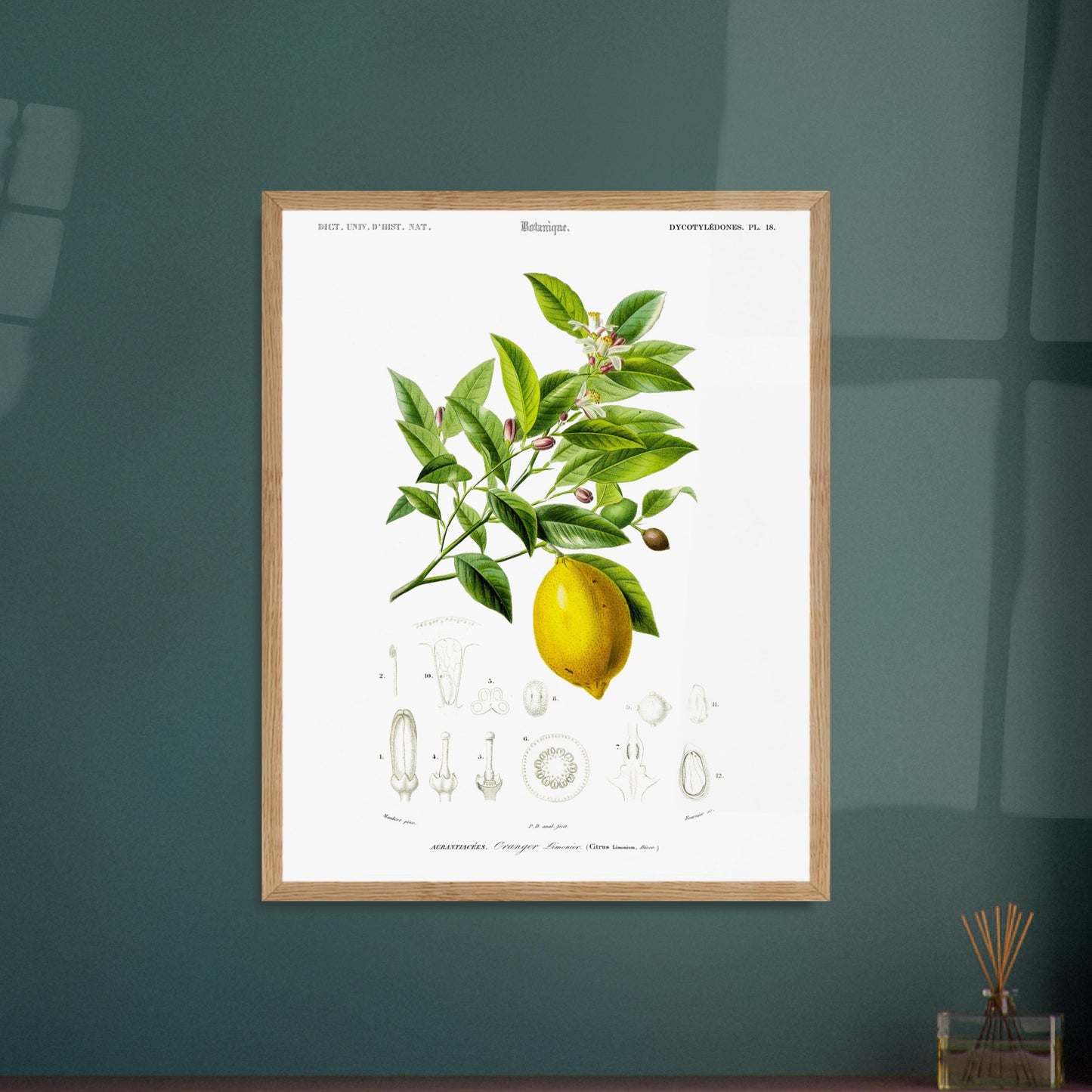 Gravure ancienne d'un Oranger-limonier par Charles d'Orbigny. Planche botanique de Charles d'Orbigny illustrant un oranger-limonier avec ses feuilles, fleurs, un fruit jaune et des détails anatomiques de la plante. Image d'illustration 5