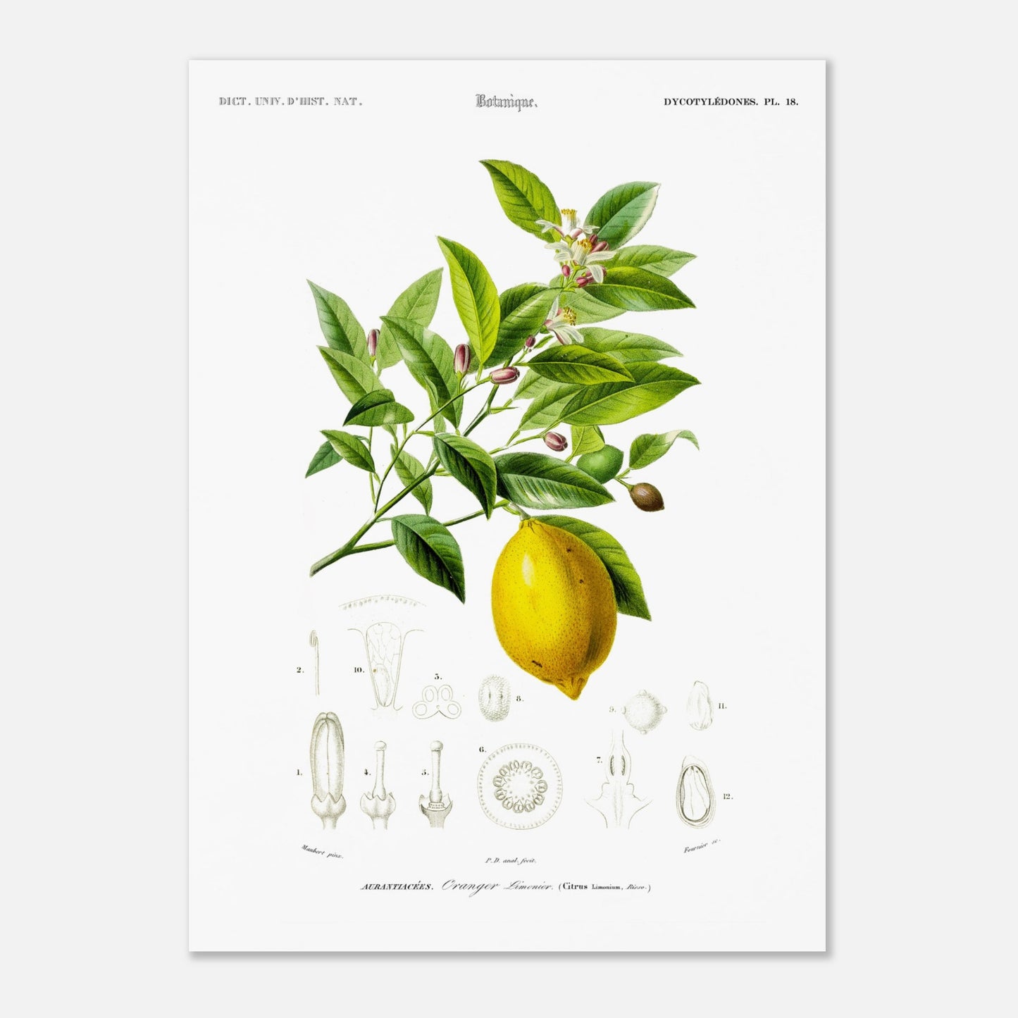 Gravure ancienne d'un Oranger-limonier par Charles d'Orbigny (50x70 cm). Planche botanique de Charles d'Orbigny illustrant un oranger-limonier avec ses feuilles, fleurs, un fruit jaune et des détails anatomiques de la plante.