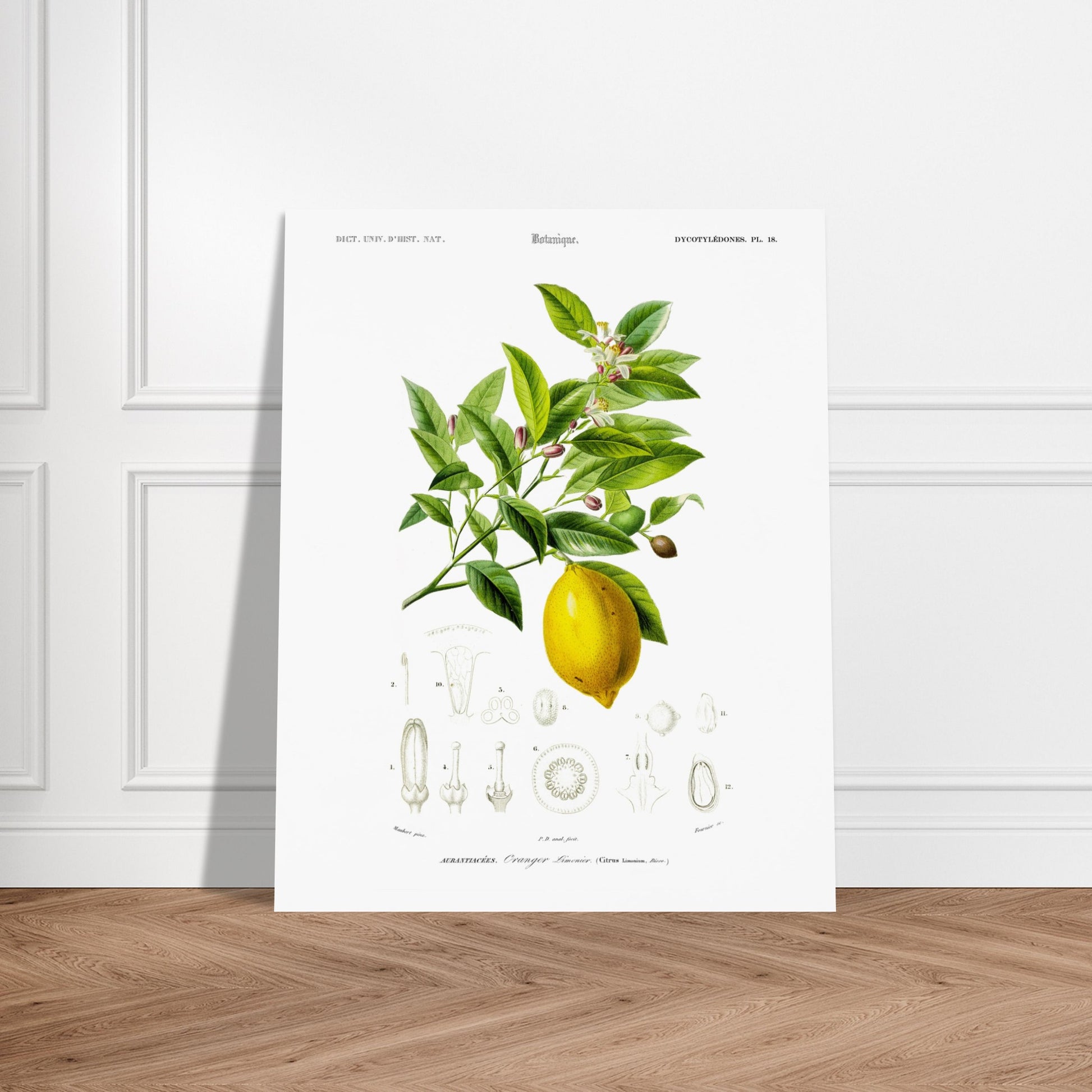 Gravure ancienne d'un Oranger-limonier par Charles d'Orbigny. Planche botanique de Charles d'Orbigny illustrant un oranger-limonier avec ses feuilles, fleurs, un fruit jaune et des détails anatomiques de la plante. Image d'illustration 6