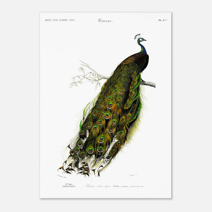 Gravure ancienne de Paon domestique par Charles d'Orbigny (29,7x42 cm (A3)). Gravure ancienne d'un paon domestique (Pavo cristatus) perché sur une branche, avec sa roue de plumes déployée, devant un fond blanc.