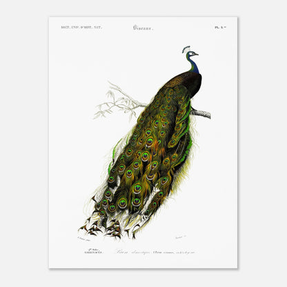 Gravure ancienne de Paon domestique par Charles d'Orbigny (30x40 cm). Gravure ancienne d'un paon domestique (Pavo cristatus) perché sur une branche, avec sa roue de plumes déployée, devant un fond blanc.