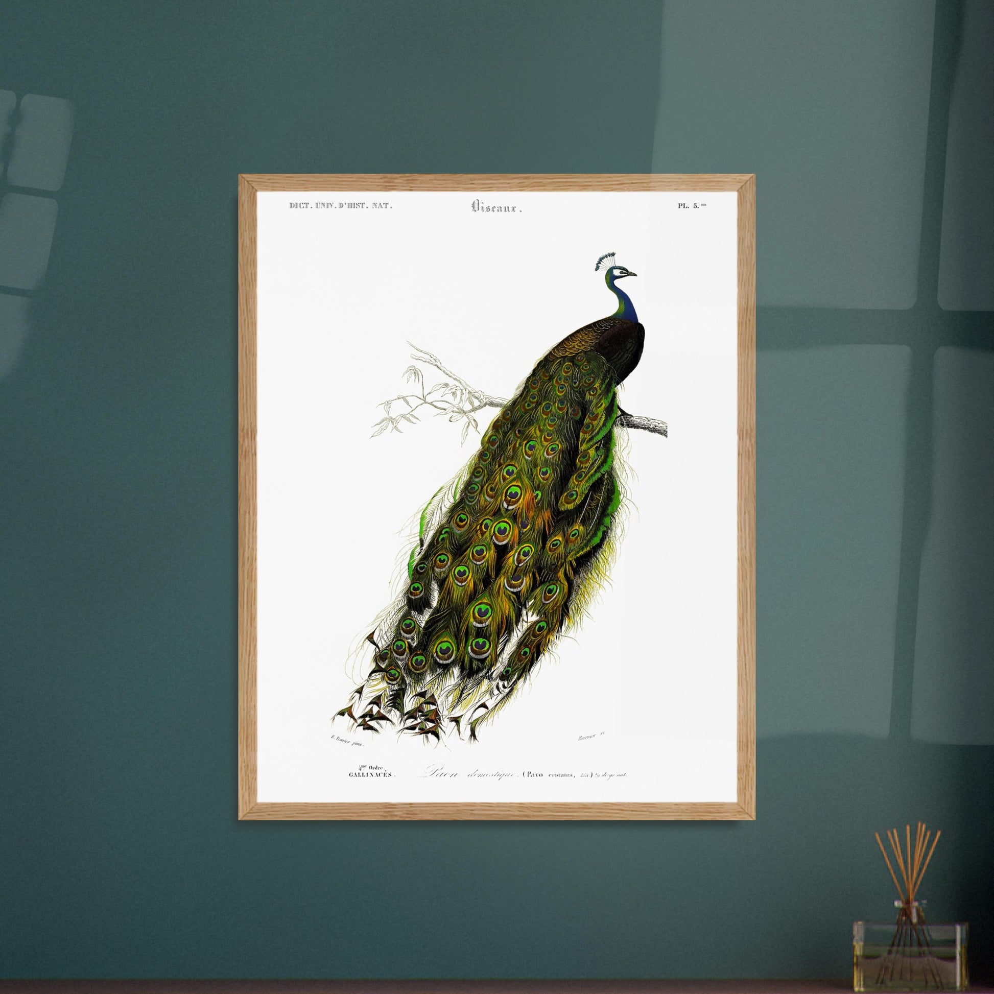 Gravure ancienne de Paon domestique par Charles d'Orbigny. Gravure ancienne d'un paon domestique (Pavo cristatus) perché sur une branche, avec sa roue de plumes déployée, devant un fond blanc. Image d'illustration 6