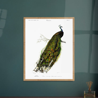 Gravure ancienne de Paon domestique par Charles d'Orbigny. Gravure ancienne d'un paon domestique (Pavo cristatus) perché sur une branche, avec sa roue de plumes déployée, devant un fond blanc. Image d'illustration 6