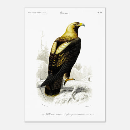 Gravure ancienne de rapace : Aigle impérial dans son milieu (42x59,4 cm (A2)). Gravure naturaliste d'un aigle impérial perché sur une branche, avec un paysage montagneux et forestier en arrière-plan.