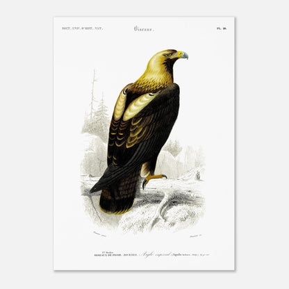 Gravure ancienne de rapace : Aigle impérial dans son milieu (50x70 cm). Gravure naturaliste d'un aigle impérial perché sur une branche, avec un paysage montagneux et forestier en arrière-plan.