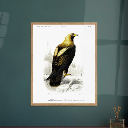 Gravure ancienne de rapace : Aigle impérial dans son milieu. Gravure naturaliste d'un aigle impérial perché sur une branche, avec un paysage montagneux et forestier en arrière-plan. Image d'illustration 6