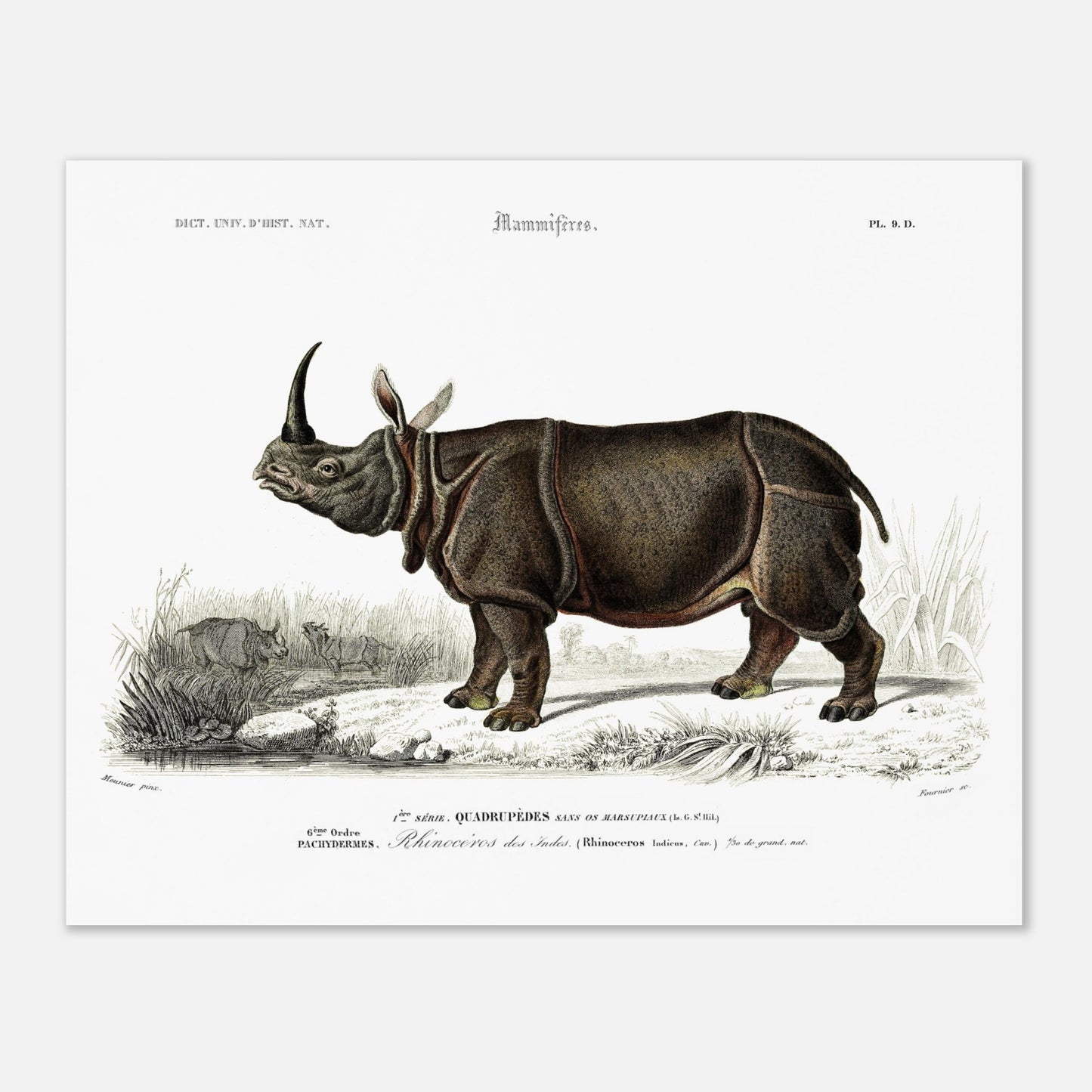 Gravure ancienne : Rhinocéros des Indes - Charles d'Orbigny (40x50 cm). Gravure ancienne représentant un rhinocéros des Indes dans un paysage naturel.