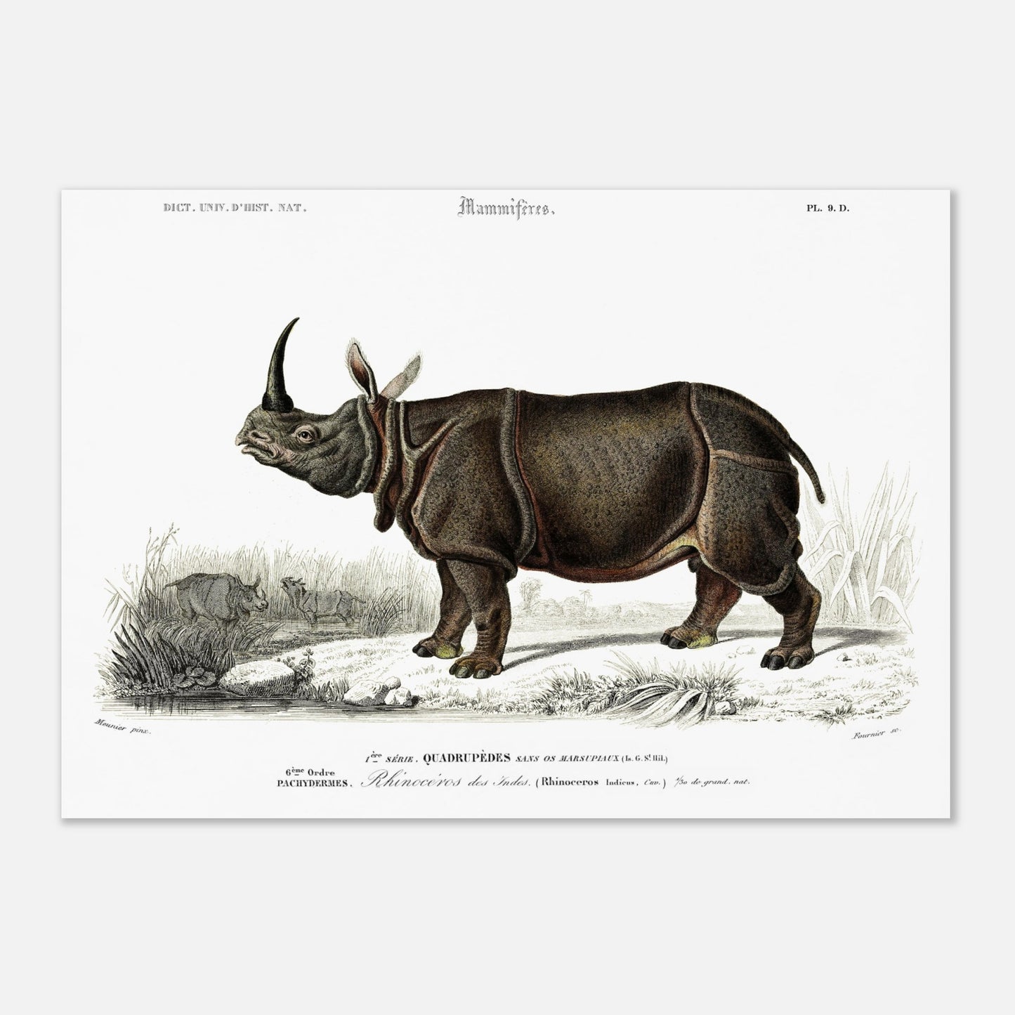 Gravure ancienne : Rhinocéros des Indes - Charles d'Orbigny (42x59,4 cm (A2)). Gravure ancienne représentant un rhinocéros des Indes dans un paysage naturel.