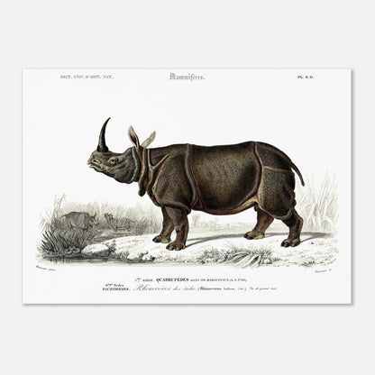 Gravure ancienne : Rhinocéros des Indes - Charles d'Orbigny (50x70 cm). Gravure ancienne représentant un rhinocéros des Indes dans un paysage naturel.