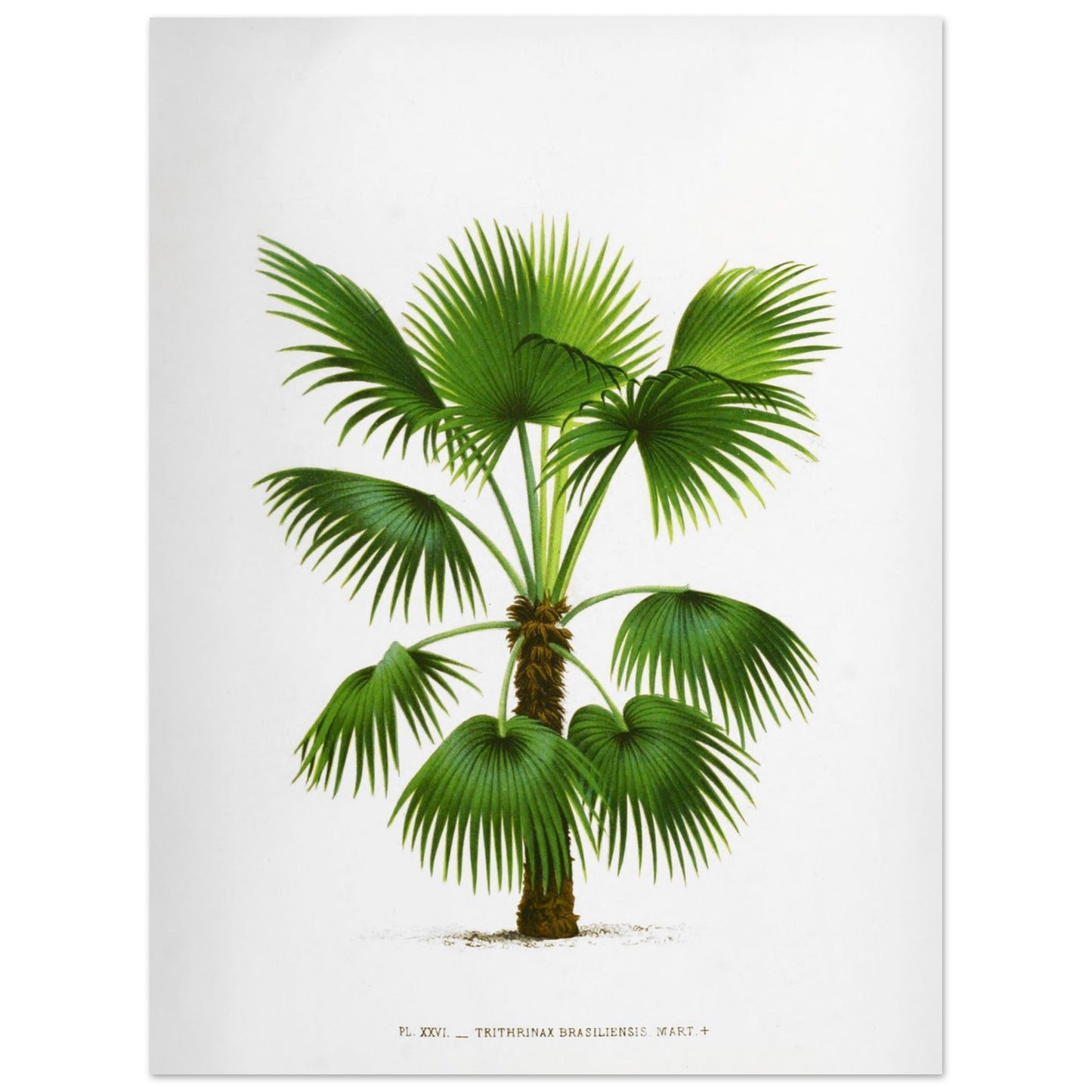 Gravure ancienne : Trithrinax Brasiliensis du Br3sil m3ridional (30x40 cm). Illustration botanique ancienne du palmier Trithrinax Brasiliensis.