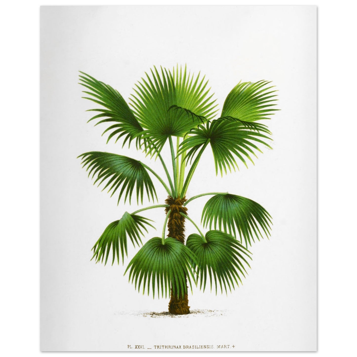 Gravure ancienne : Trithrinax Brasiliensis du Br3sil m3ridional (40x50 cm). Illustration botanique ancienne du palmier Trithrinax Brasiliensis.