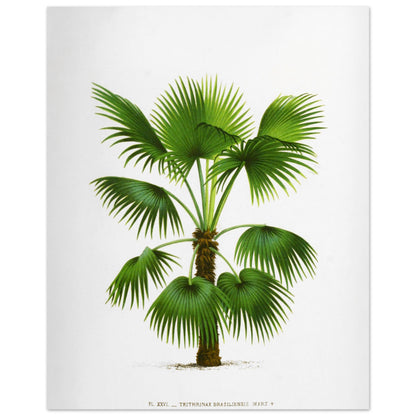 Gravure ancienne : Trithrinax Brasiliensis du Br3sil m3ridional (40x50 cm). Illustration botanique ancienne du palmier Trithrinax Brasiliensis.