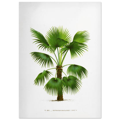 Gravure ancienne : Trithrinax Brasiliensis du Br3sil m3ridional (42x59,4 cm (A2)). Illustration botanique ancienne du palmier Trithrinax Brasiliensis.