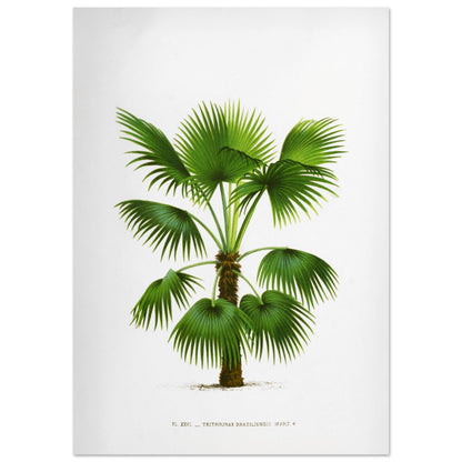 Gravure ancienne : Trithrinax Brasiliensis du Br3sil m3ridional (59,4x84,1 cm (A1)). Illustration botanique ancienne du palmier Trithrinax Brasiliensis.