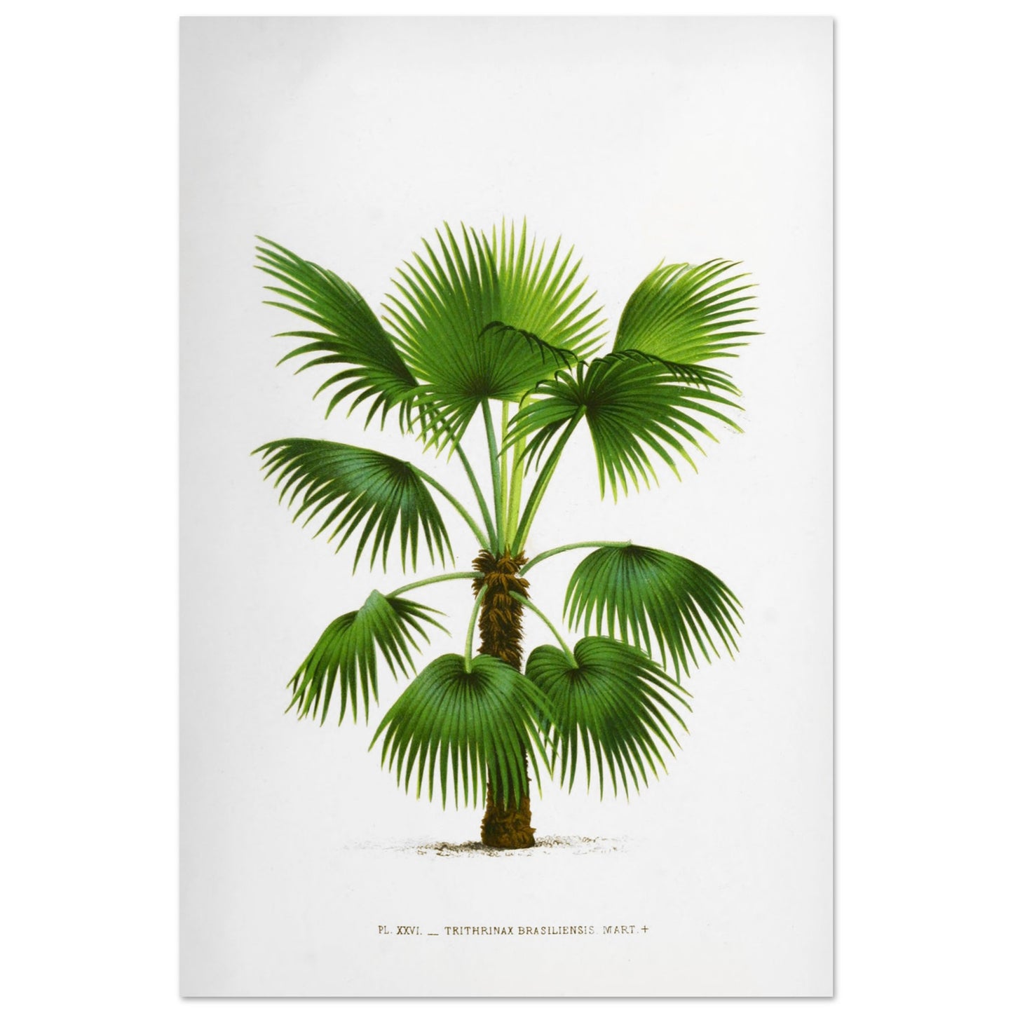 Gravure ancienne : Trithrinax Brasiliensis du Br3sil m3ridional (60x90 cm). Illustration botanique ancienne du palmier Trithrinax Brasiliensis.