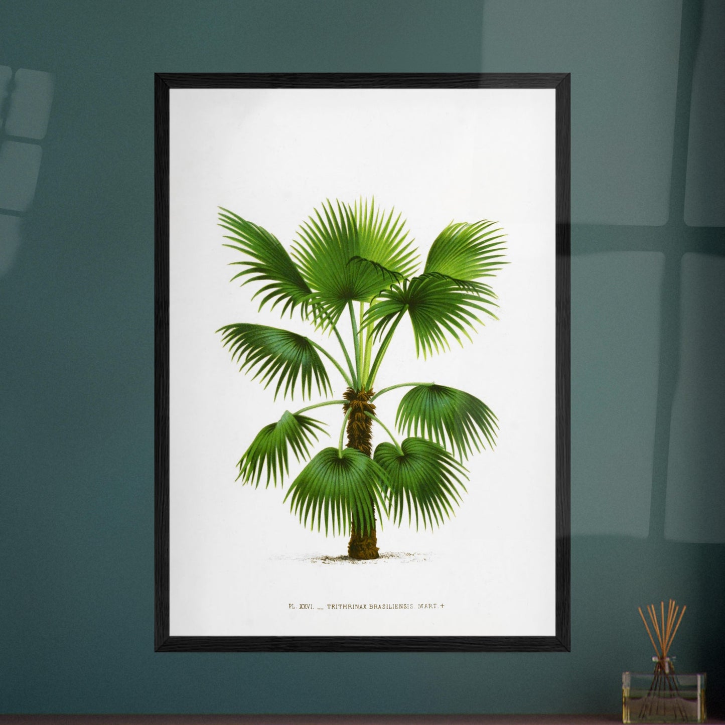 Gravure ancienne : Trithrinax Brasiliensis du Br3sil m3ridional. Illustration botanique ancienne du palmier Trithrinax Brasiliensis. Image d'illustration 8
