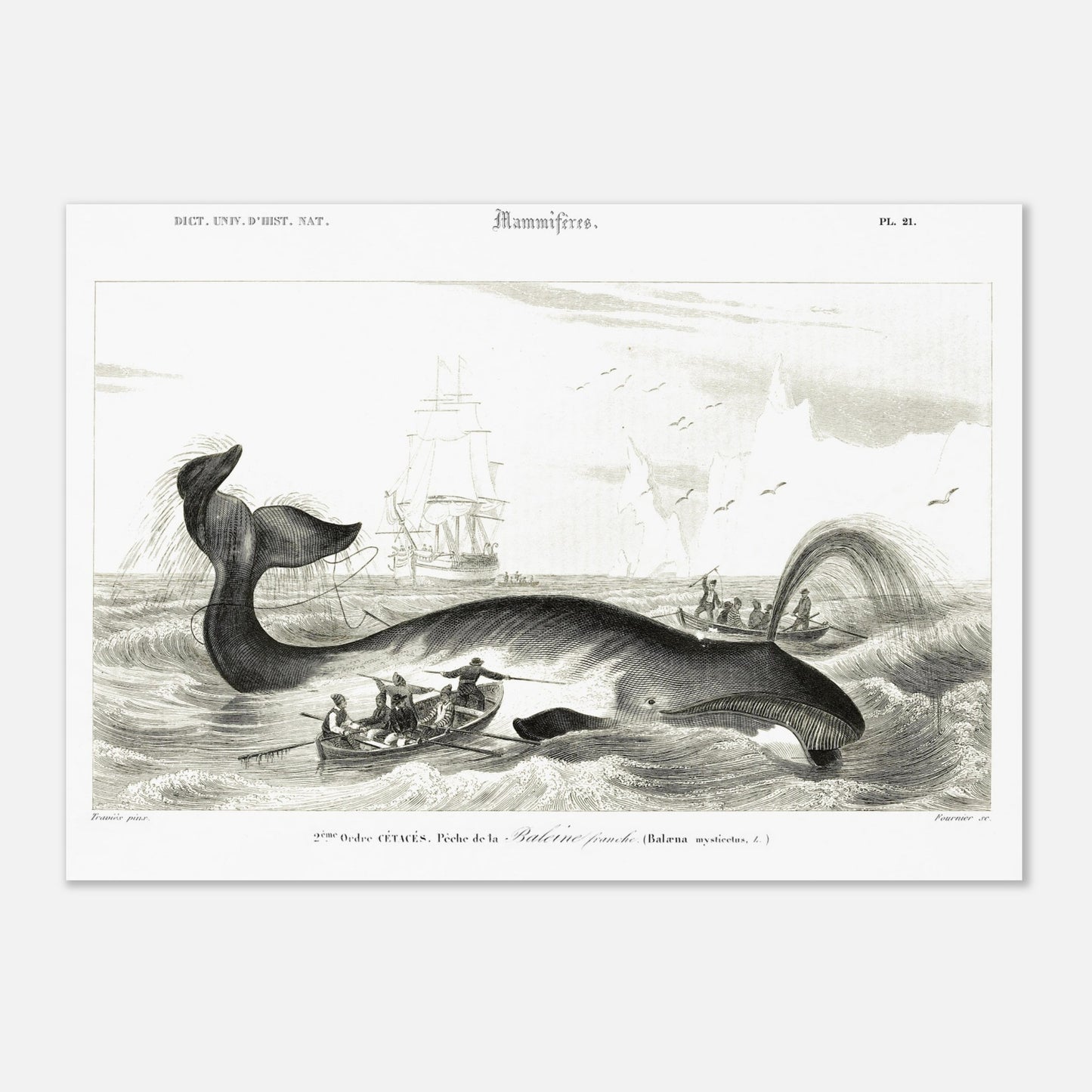 Gravure historique de chasse à la baleine franche par d'Orbigny (29,7x42 cm (A3)). Gravure ancienne représentant une scène de chasse à la baleine franche (Balaena mysticetus) avec des baleiniers et des voiliers.