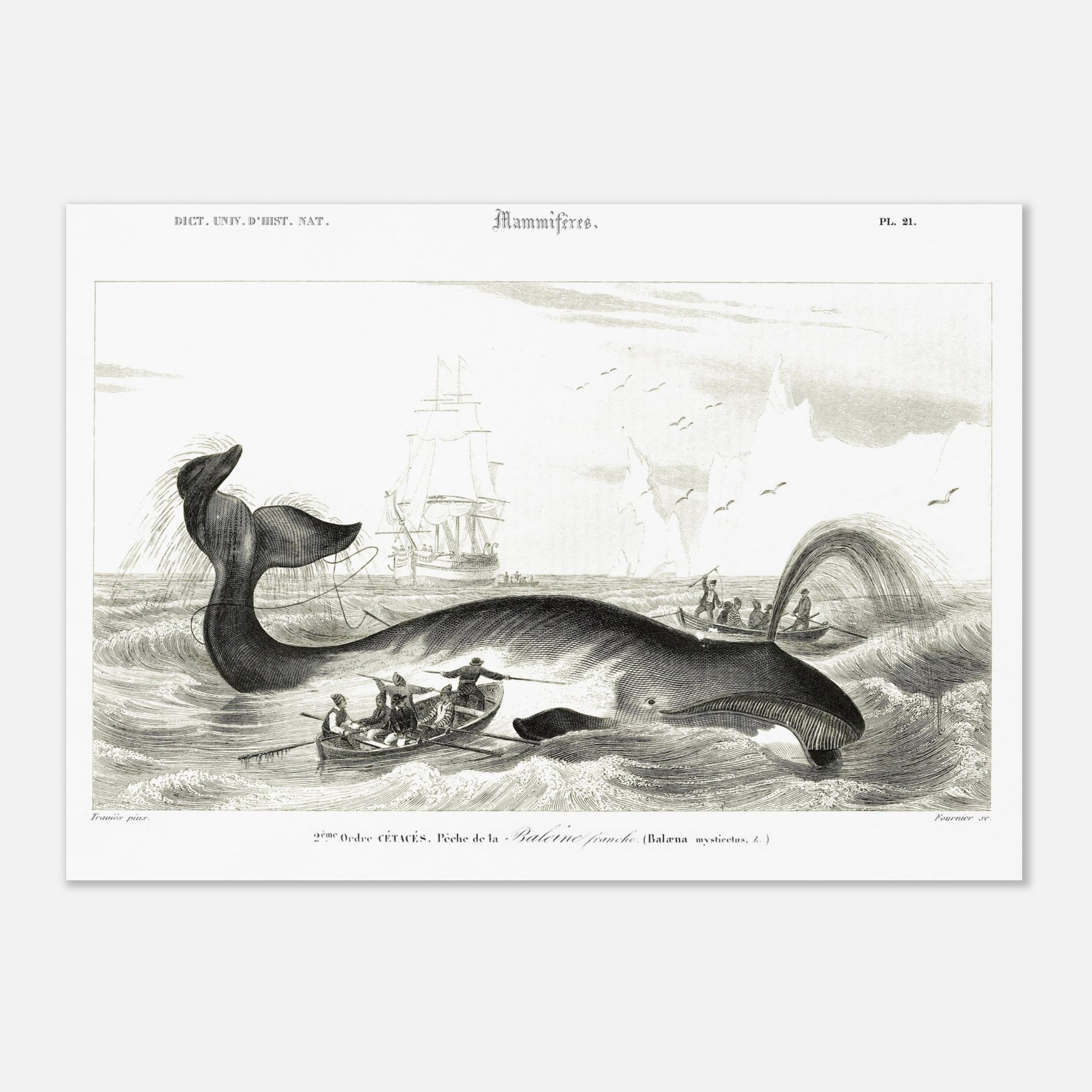 Gravure historique de chasse à la baleine franche par d'Orbigny (29,7x42 cm (A3)). Gravure ancienne représentant une scène de chasse à la baleine franche (Balaena mysticetus) avec des baleiniers et des voiliers.