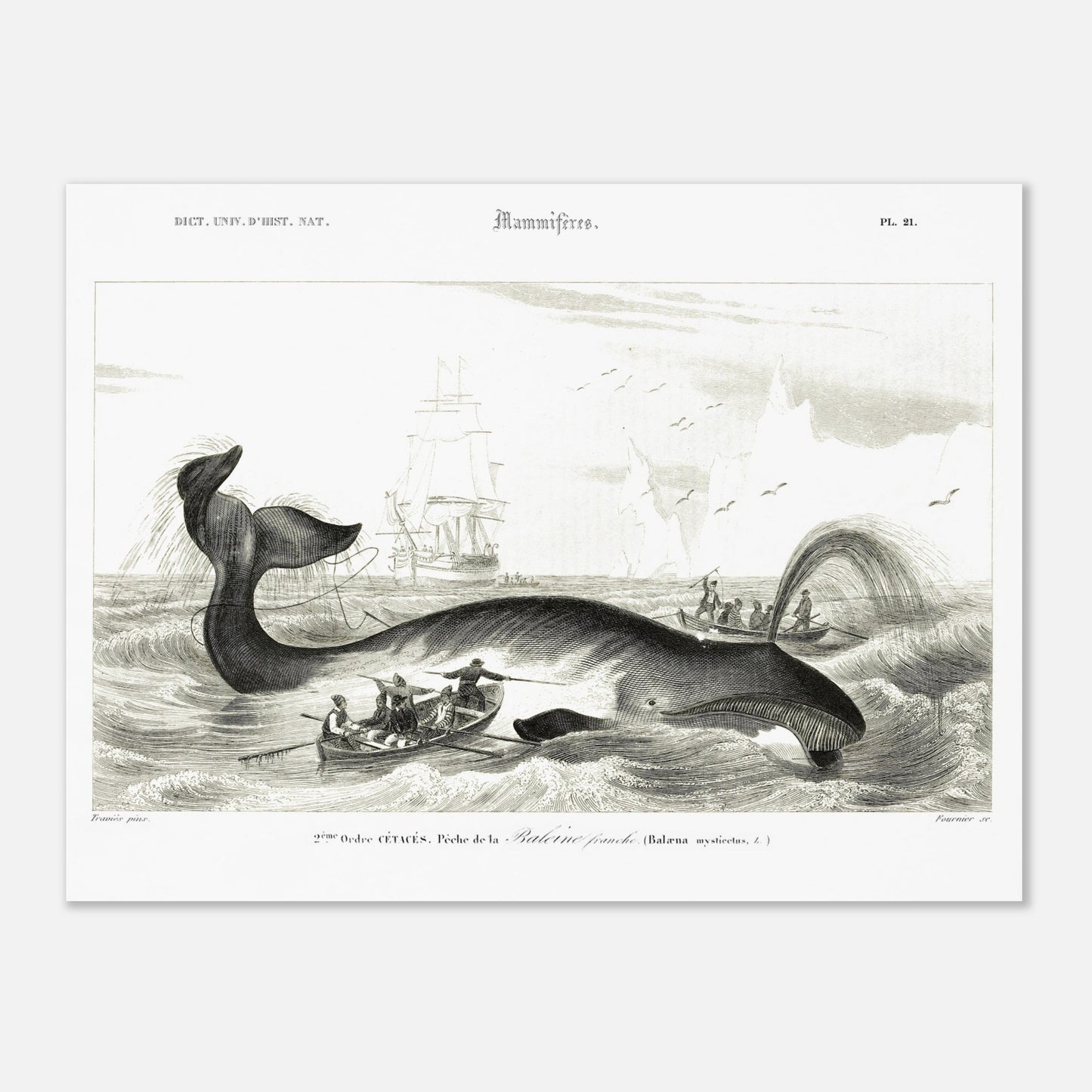 Gravure historique de chasse à la baleine franche par d'Orbigny (30x40 cm). Gravure ancienne représentant une scène de chasse à la baleine franche (Balaena mysticetus) avec des baleiniers et des voiliers.