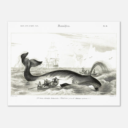 Gravure historique de chasse à la baleine franche par d'Orbigny (30x40 cm). Gravure ancienne représentant une scène de chasse à la baleine franche (Balaena mysticetus) avec des baleiniers et des voiliers.