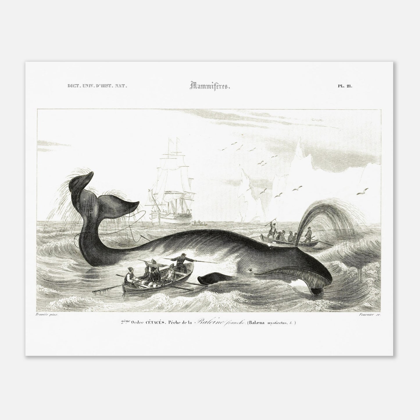 Gravure historique de chasse à la baleine franche par d'Orbigny (40x50 cm). Gravure ancienne représentant une scène de chasse à la baleine franche (Balaena mysticetus) avec des baleiniers et des voiliers.
