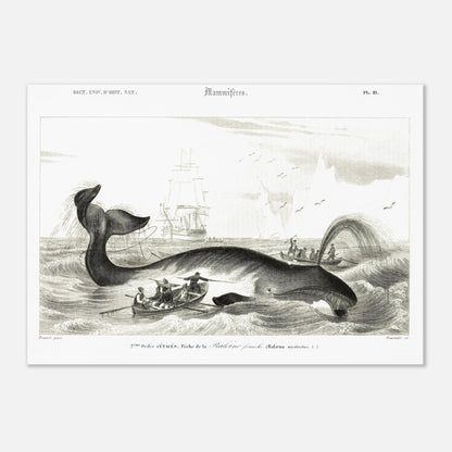 Gravure historique de chasse à la baleine franche par d'Orbigny (42x59,4 cm (A2)). Gravure ancienne représentant une scène de chasse à la baleine franche (Balaena mysticetus) avec des baleiniers et des voiliers.
