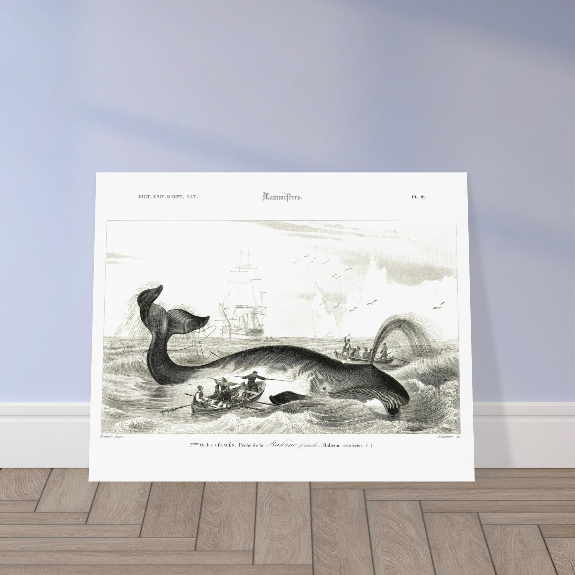 Gravure historique de chasse à la baleine franche par d'Orbigny. Gravure ancienne représentant une scène de chasse à la baleine franche (Balaena mysticetus) avec des baleiniers et des voiliers. Image d'illustration 5