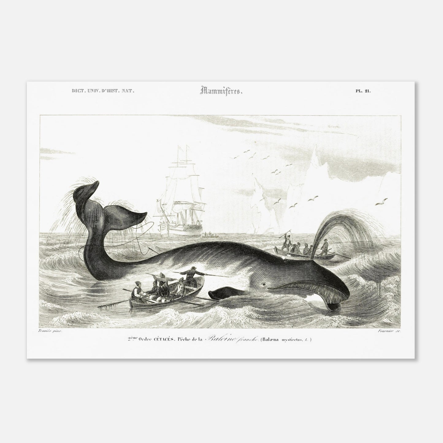 Gravure historique de chasse à la baleine franche par d'Orbigny (50x70 cm). Gravure ancienne représentant une scène de chasse à la baleine franche (Balaena mysticetus) avec des baleiniers et des voiliers.