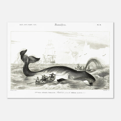 Gravure historique de chasse à la baleine franche par d'Orbigny (50x70 cm). Gravure ancienne représentant une scène de chasse à la baleine franche (Balaena mysticetus) avec des baleiniers et des voiliers.