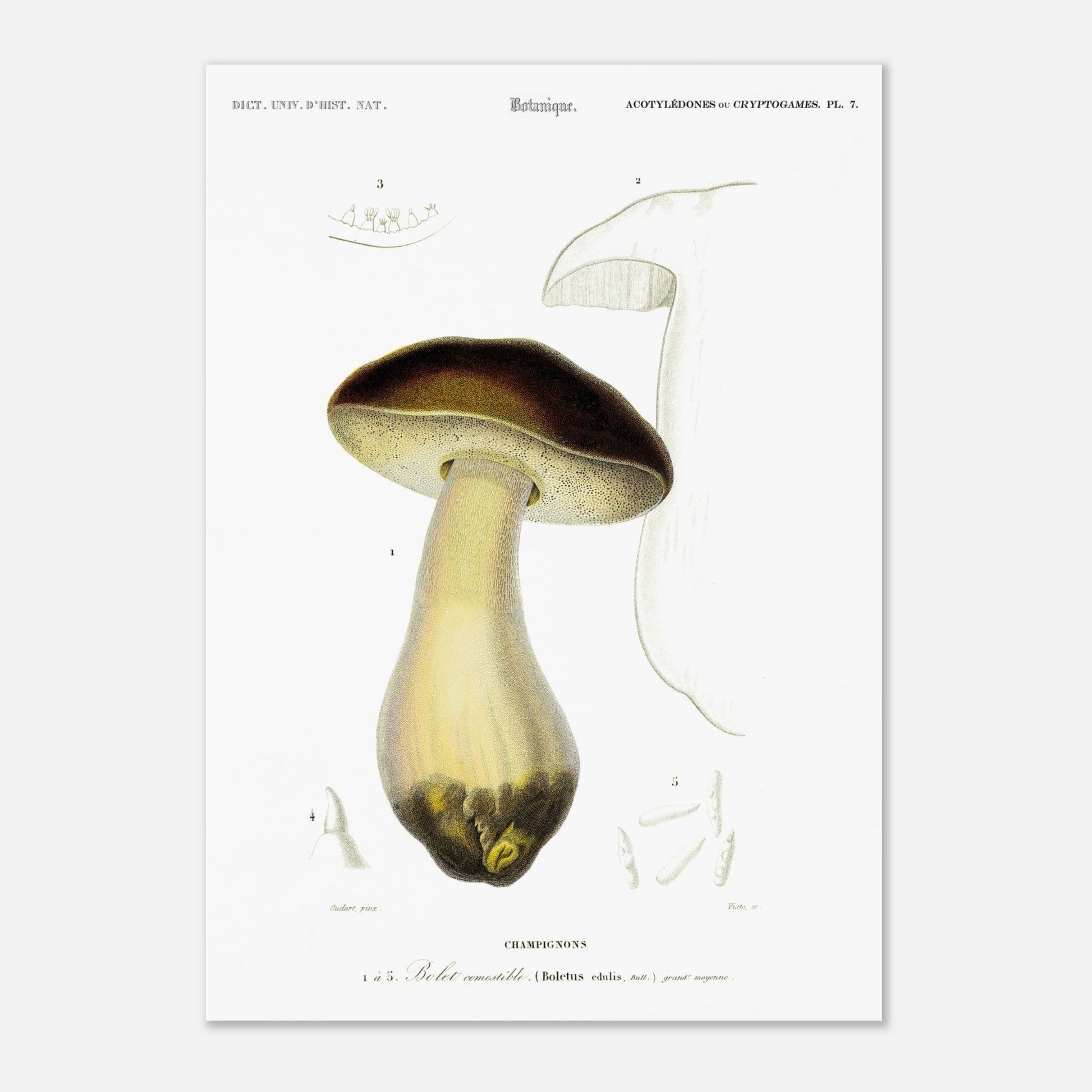 Planche de mycologie : Bolet comestible (Boletus edulis) (29,7x42 cm (A3)). Gravure botanique représentant un bolet comestible, avec des détails de son chapeau, de son pied et de ses spores.