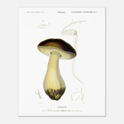 Planche de mycologie : Bolet comestible (Boletus edulis) (40x50 cm). Gravure botanique représentant un bolet comestible, avec des détails de son chapeau, de son pied et de ses spores.