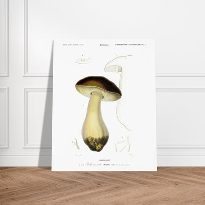 Planche de mycologie : Bolet comestible (Boletus edulis). Gravure botanique représentant un bolet comestible, avec des détails de son chapeau, de son pied et de ses spores. Image d'illustration 5