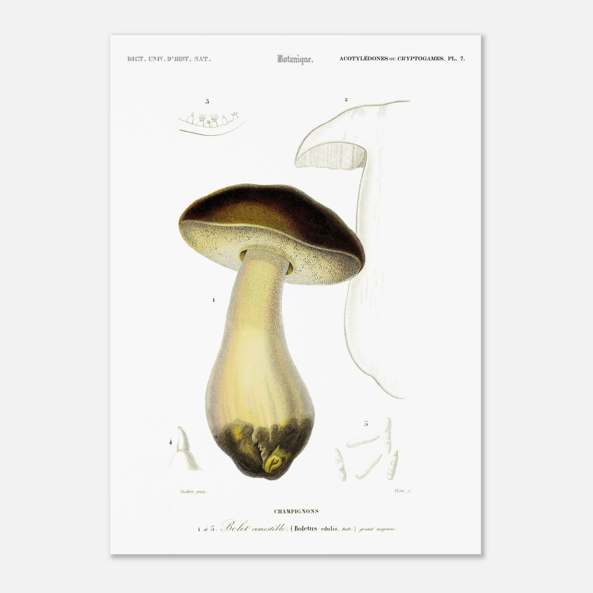 Planche de mycologie : Bolet comestible (Boletus edulis) (50x70 cm). Gravure botanique représentant un bolet comestible, avec des détails de son chapeau, de son pied et de ses spores.