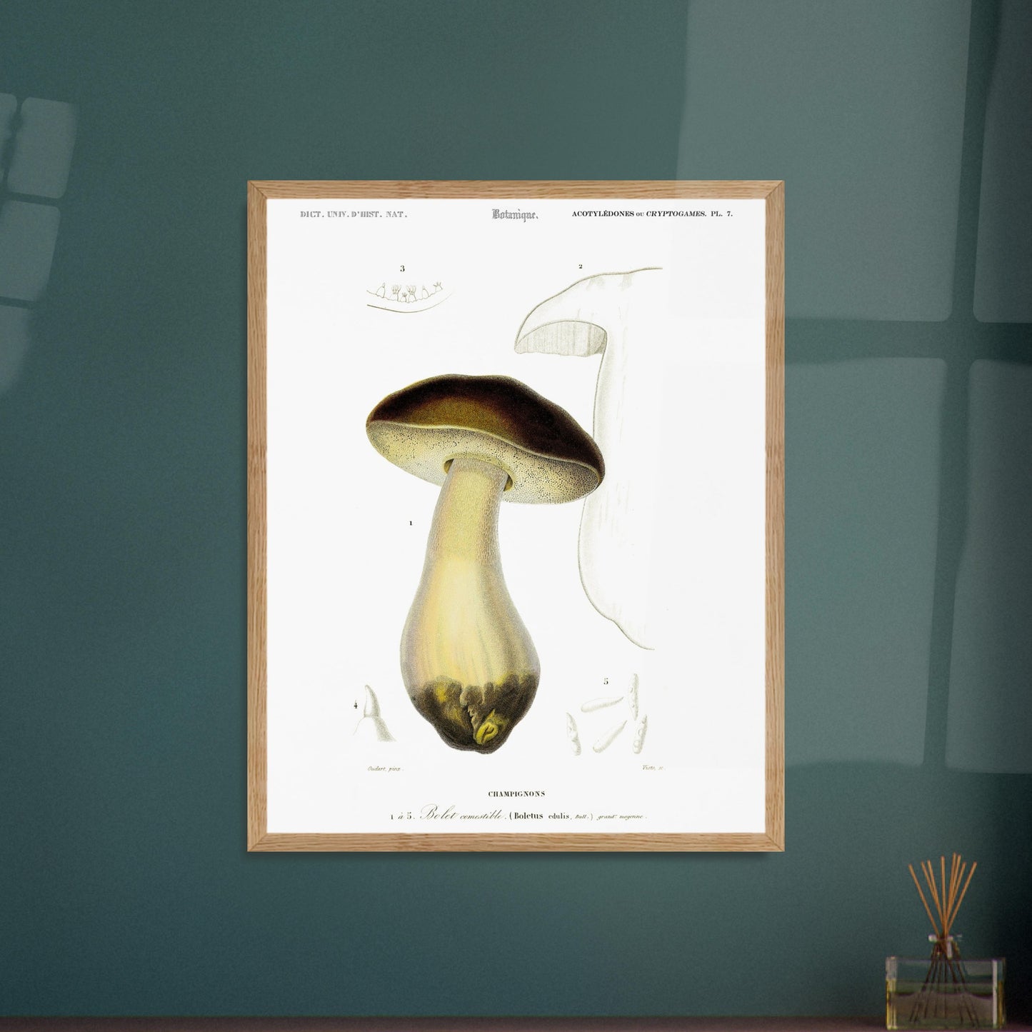 Planche de mycologie : Bolet comestible (Boletus edulis). Gravure botanique représentant un bolet comestible, avec des détails de son chapeau, de son pied et de ses spores. Image d'illustration 6