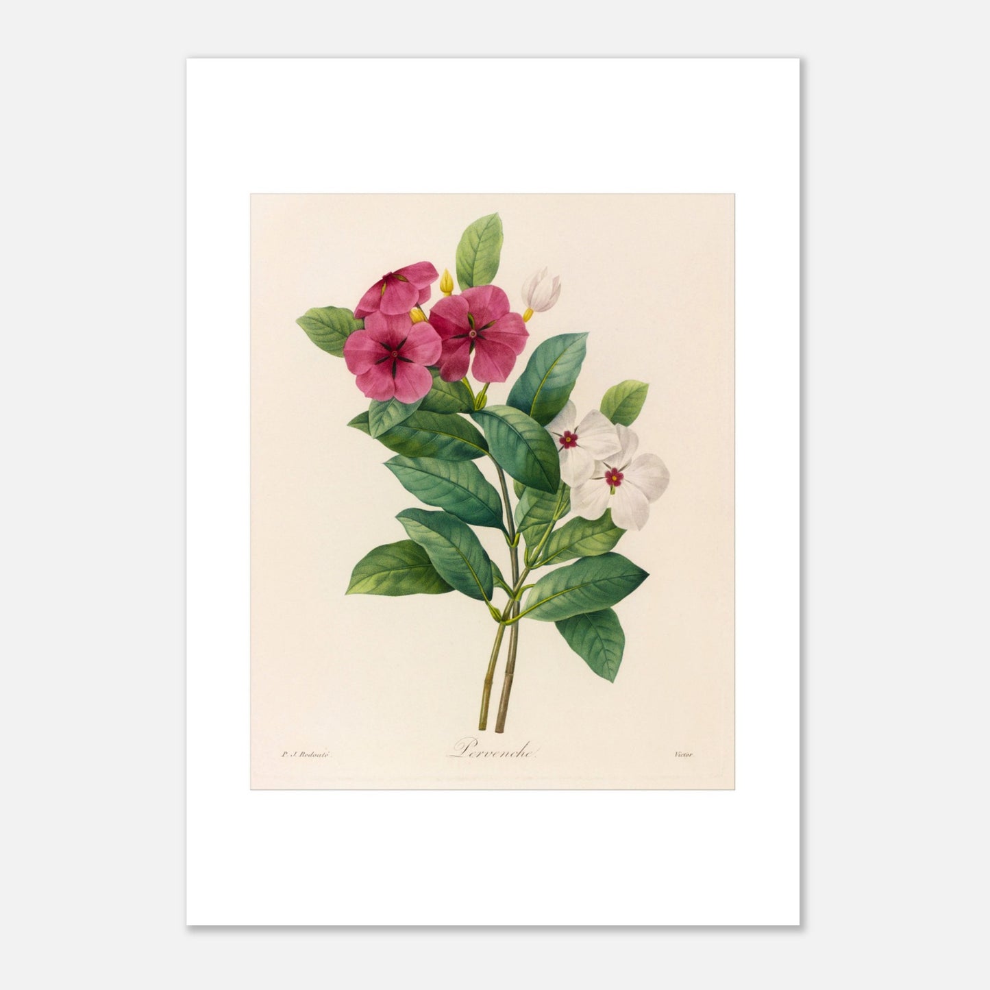 Gravure botanique ancienne Pervenche de Madagascar par Redouté (21x29,7 cm (A4)). Planche botanique de Pierre-Joseph Redouté montrant une branche de pervenche avec des fleurs roses et blanches, des feuilles vertes et des bourgeons.