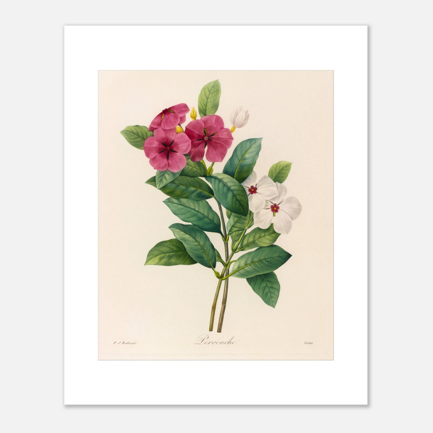 Gravure botanique ancienne Pervenche de Madagascar par Redouté (40x50 cm). Planche botanique de Pierre-Joseph Redouté montrant une branche de pervenche avec des fleurs roses et blanches, des feuilles vertes et des bourgeons.