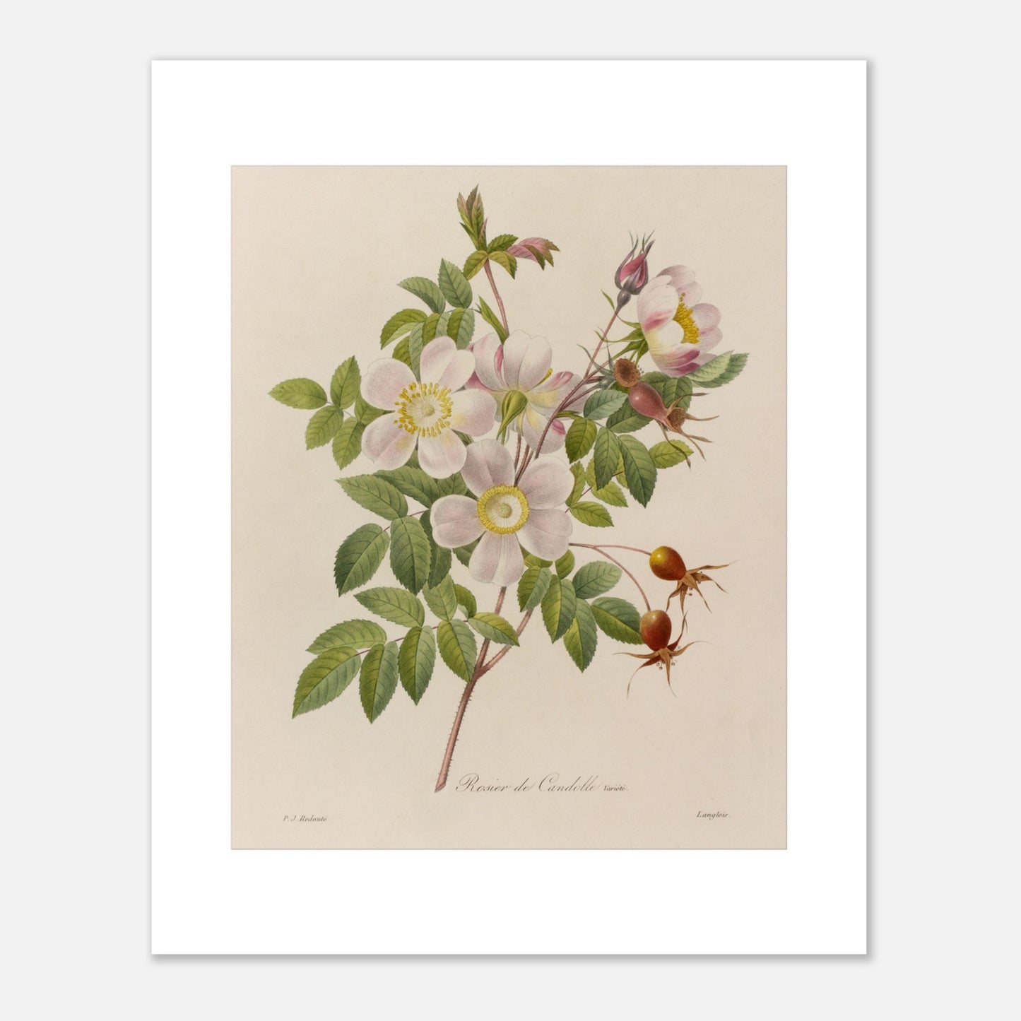 Gravure botanique ancienne Rosier de Candolle par P.-J. Redouté (40x50 cm). Planche botanique de Pierre-Joseph Redouté illustrant un rosier avec des fleurs roses pâles, des feuilles vertes, des bourgeons et des fruits rouges.
