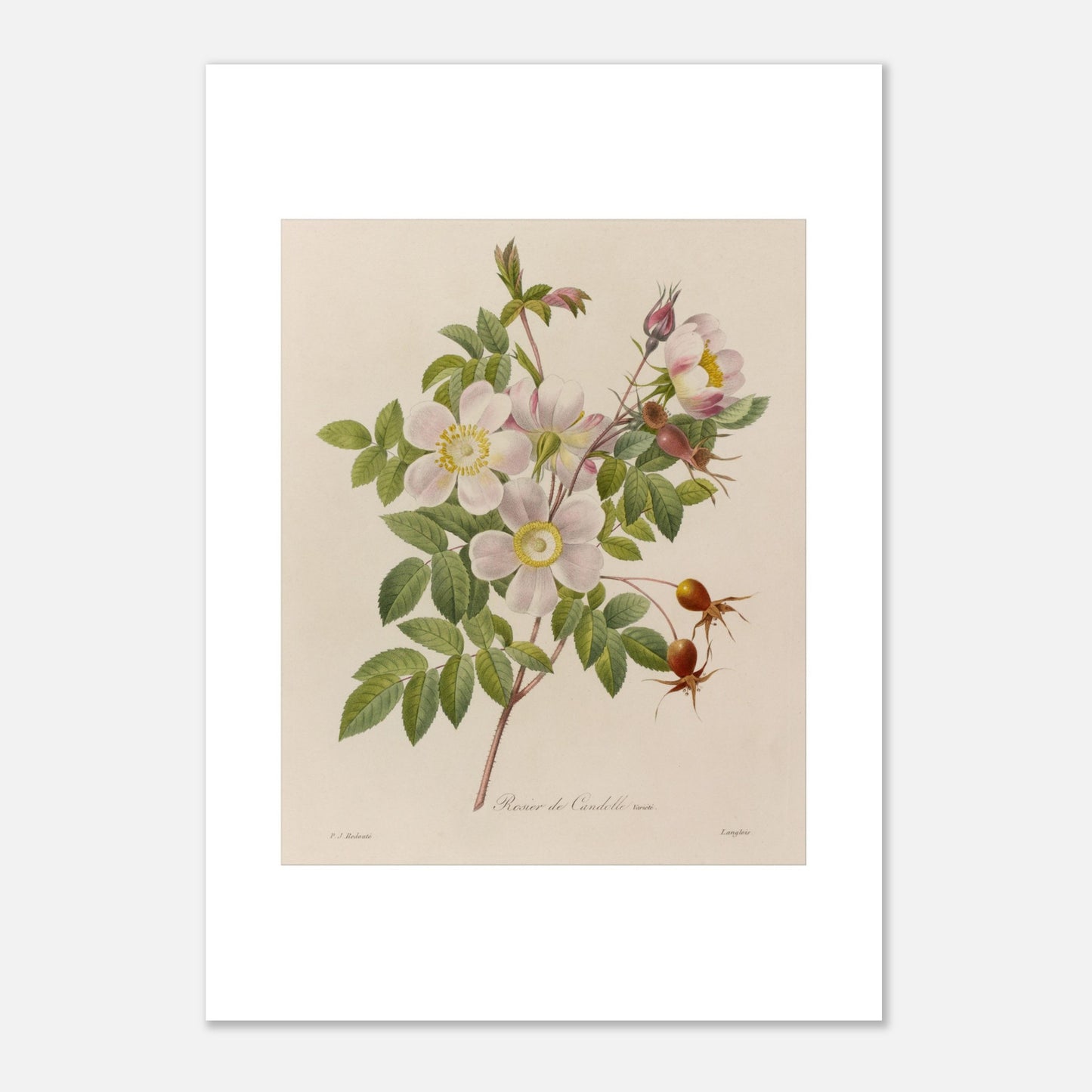 Gravure botanique ancienne Rosier de Candolle par P.-J. Redouté (42x59,4 cm (A2)). Planche botanique de Pierre-Joseph Redouté illustrant un rosier avec des fleurs roses pâles, des feuilles vertes, des bourgeons et des fruits rouges.