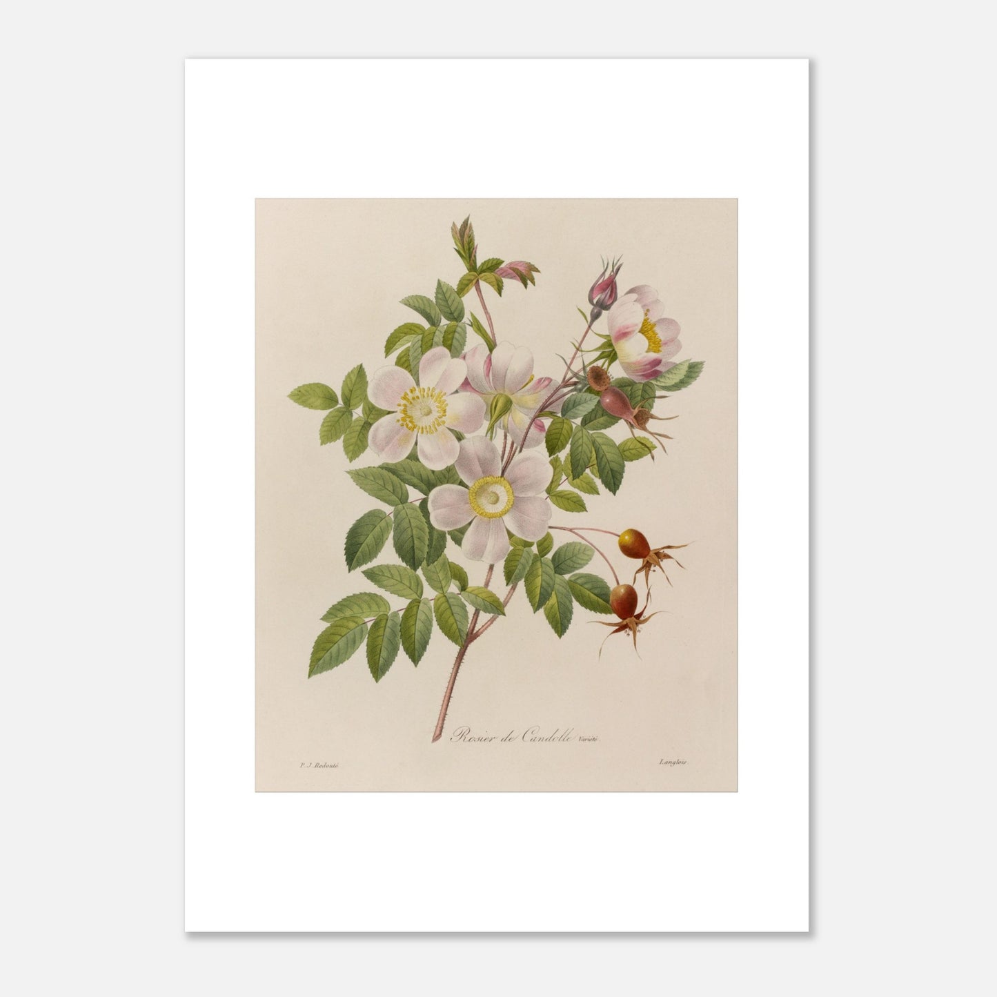 Gravure botanique ancienne Rosier de Candolle par P.-J. Redouté (50x70 cm). Planche botanique de Pierre-Joseph Redouté illustrant un rosier avec des fleurs roses pâles, des feuilles vertes, des bourgeons et des fruits rouges.