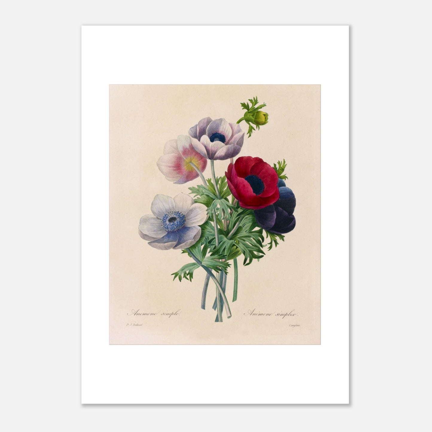 Gravure naturaliste ancienne Anemone Coronaria par Pierre-Joseph Redouté (21x29,7 cm (A4)). Planche botanique de Pierre-Joseph Redouté représentant un bouquet d'anémones aux couleurs variées (rose, blanc, rouge, violet), avec des feuilles vertes, sur fond crème.