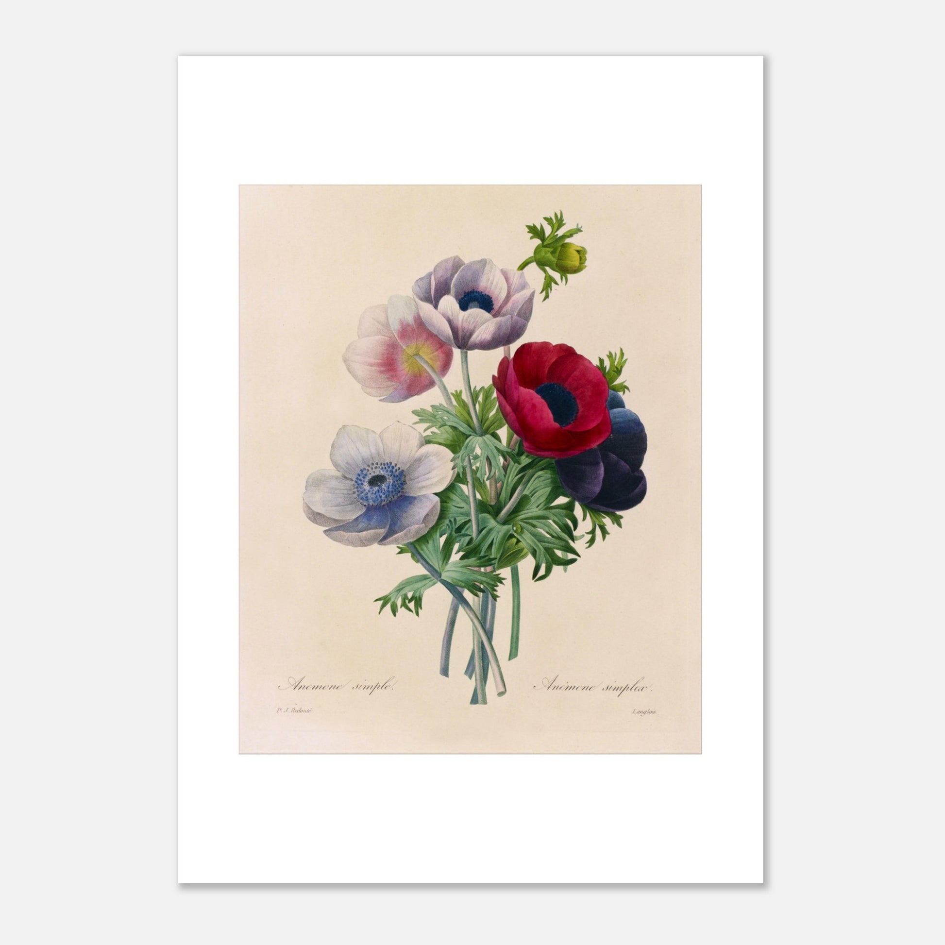 Gravure naturaliste ancienne Anemone Coronaria par Pierre-Joseph Redouté (21x29,7 cm (A4)). Planche botanique de Pierre-Joseph Redouté représentant un bouquet d'anémones aux couleurs variées (rose, blanc, rouge, violet), avec des feuilles vertes, sur fond crème.