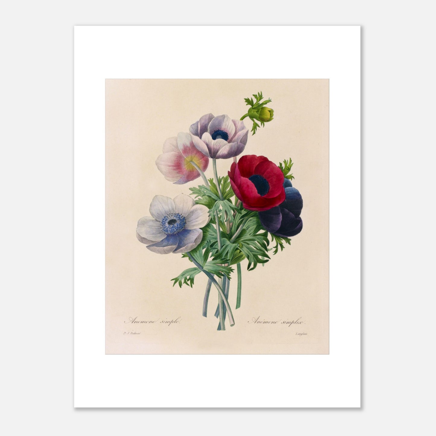 Gravure naturaliste ancienne Anemone Coronaria par Pierre-Joseph Redouté (30x40 cm). Planche botanique de Pierre-Joseph Redouté représentant un bouquet d'anémones aux couleurs variées (rose, blanc, rouge, violet), avec des feuilles vertes, sur fond crème.