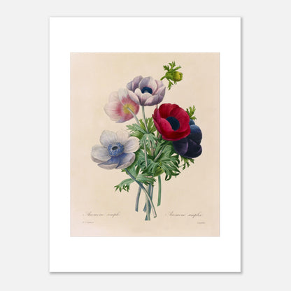 Gravure naturaliste ancienne Anemone Coronaria par Pierre-Joseph Redouté (30x40 cm). Planche botanique de Pierre-Joseph Redouté représentant un bouquet d'anémones aux couleurs variées (rose, blanc, rouge, violet), avec des feuilles vertes, sur fond crème.