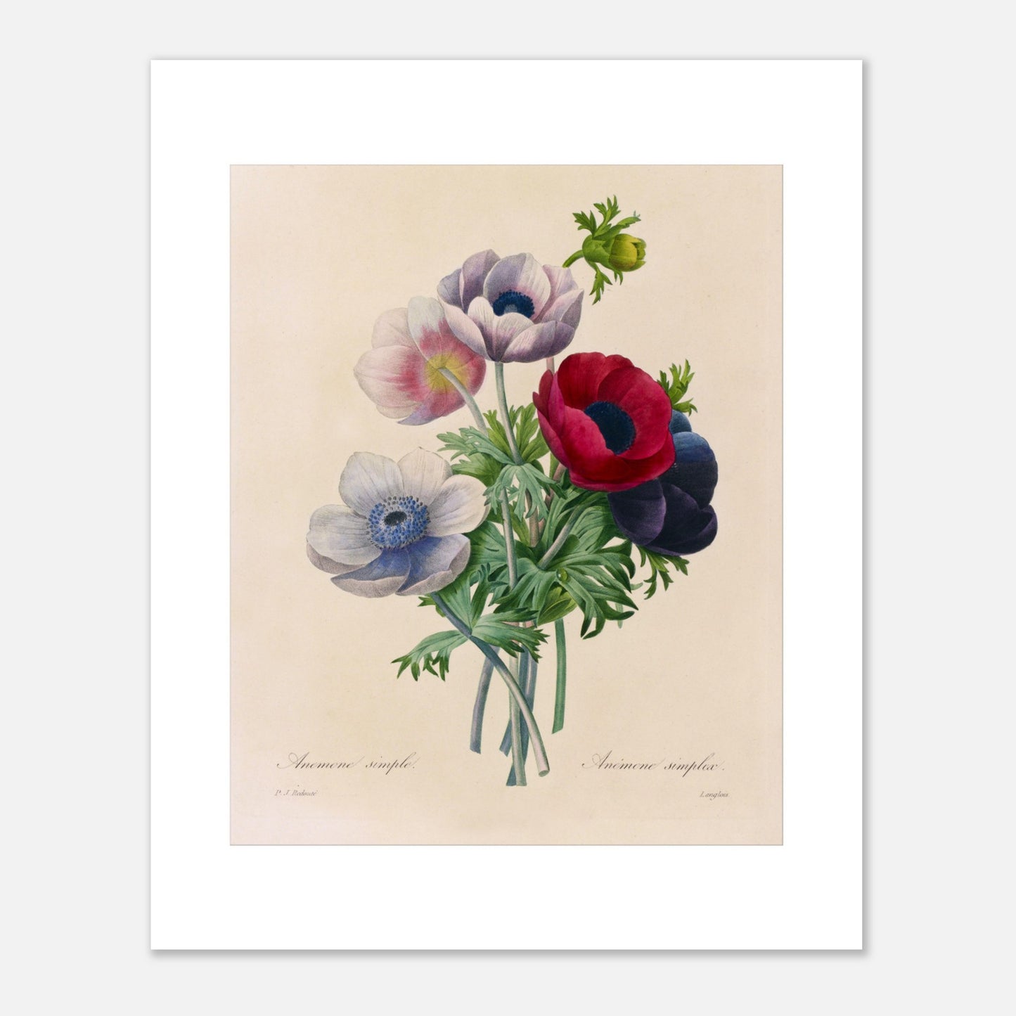 Gravure naturaliste ancienne Anemone Coronaria par Pierre-Joseph Redouté (40x50 cm). Planche botanique de Pierre-Joseph Redouté représentant un bouquet d'anémones aux couleurs variées (rose, blanc, rouge, violet), avec des feuilles vertes, sur fond crème.