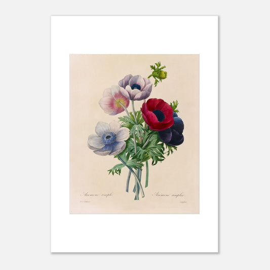 Gravure naturaliste ancienne Anemone Coronaria par Pierre-Joseph Redouté (42x59,4 cm (A2)). Planche botanique de Pierre-Joseph Redouté représentant un bouquet d'anémones aux couleurs variées (rose, blanc, rouge, violet), avec des feuilles vertes, sur fond crème.