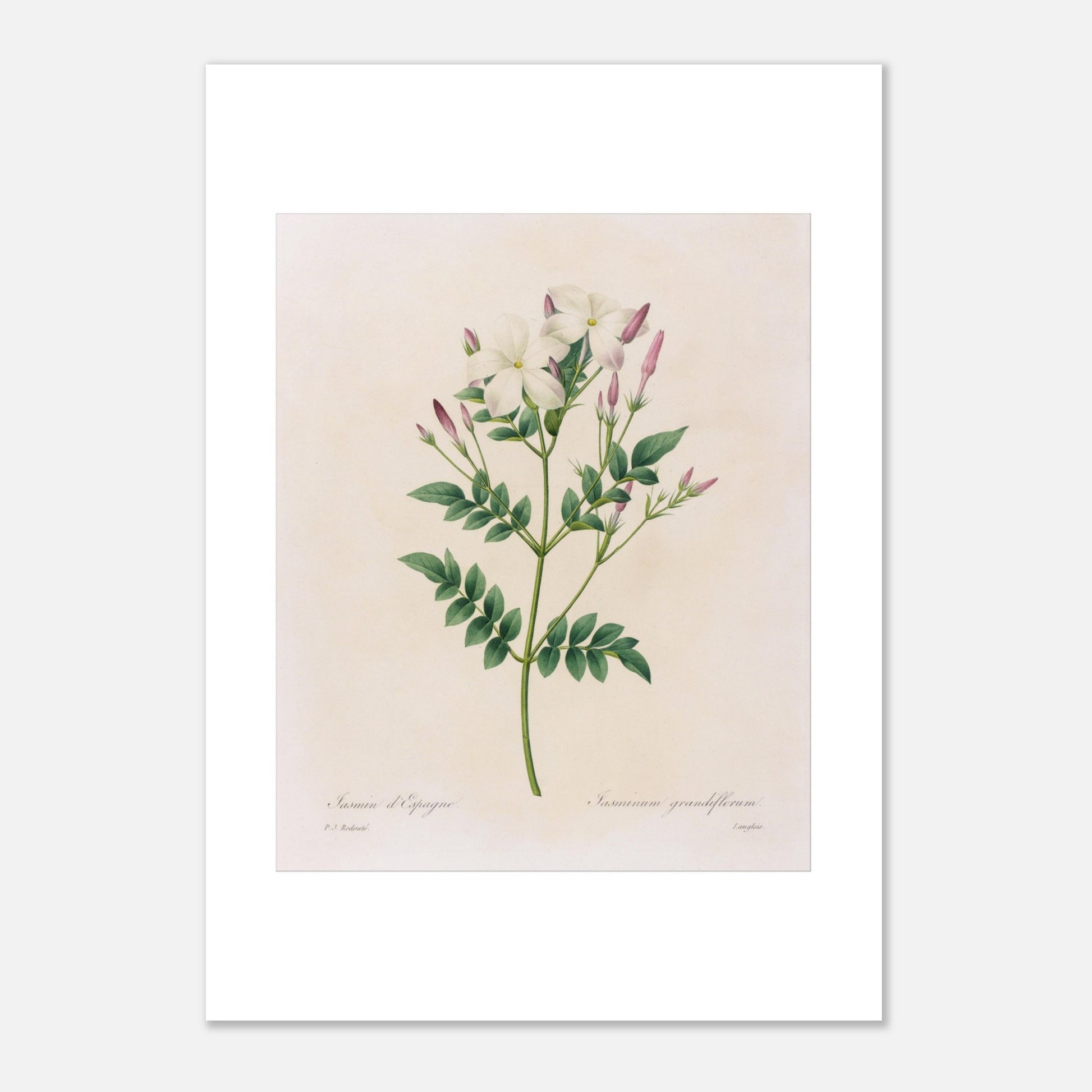 Gravure botanique du Jasmin d’Espagne par Pierre-Joseph Redouté (21x29,7 cm (A4)). Planche botanique par Pierre-Joseph Redouté représentant du jasmin d'Espagne (Jasminum grandiflorum) avec des fleurs blanches et des boutons roses sur fond crème.